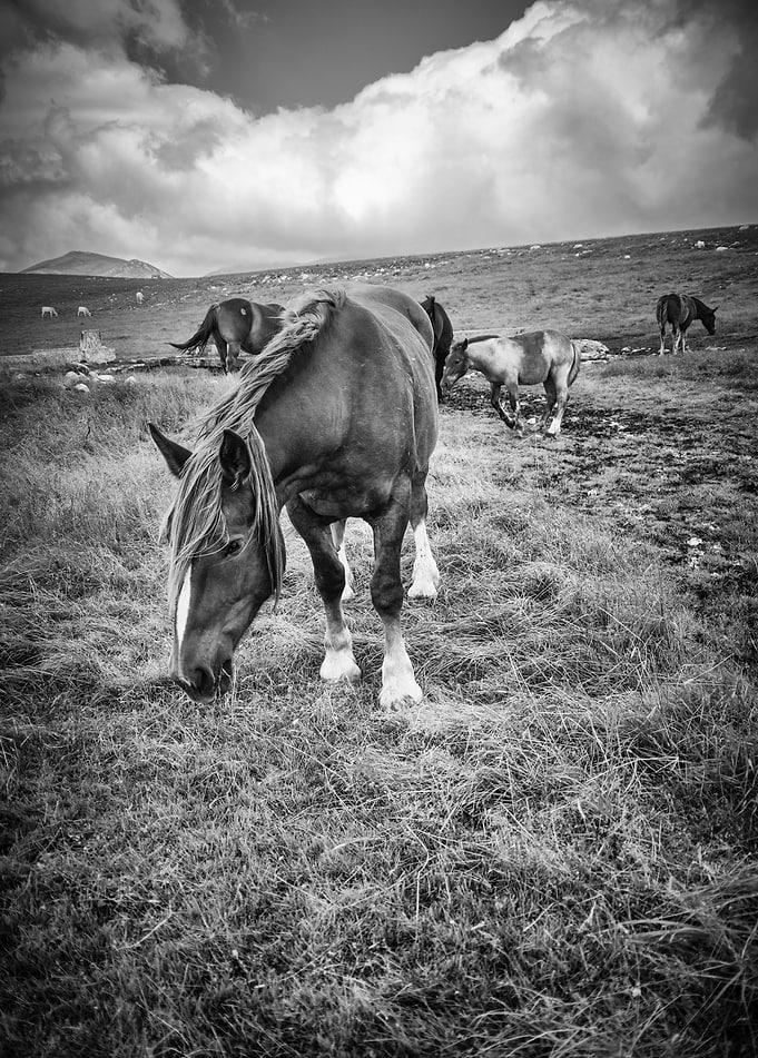 Wild Horses 05