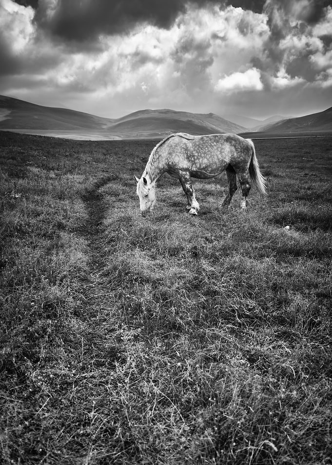 Wild Horses 07
