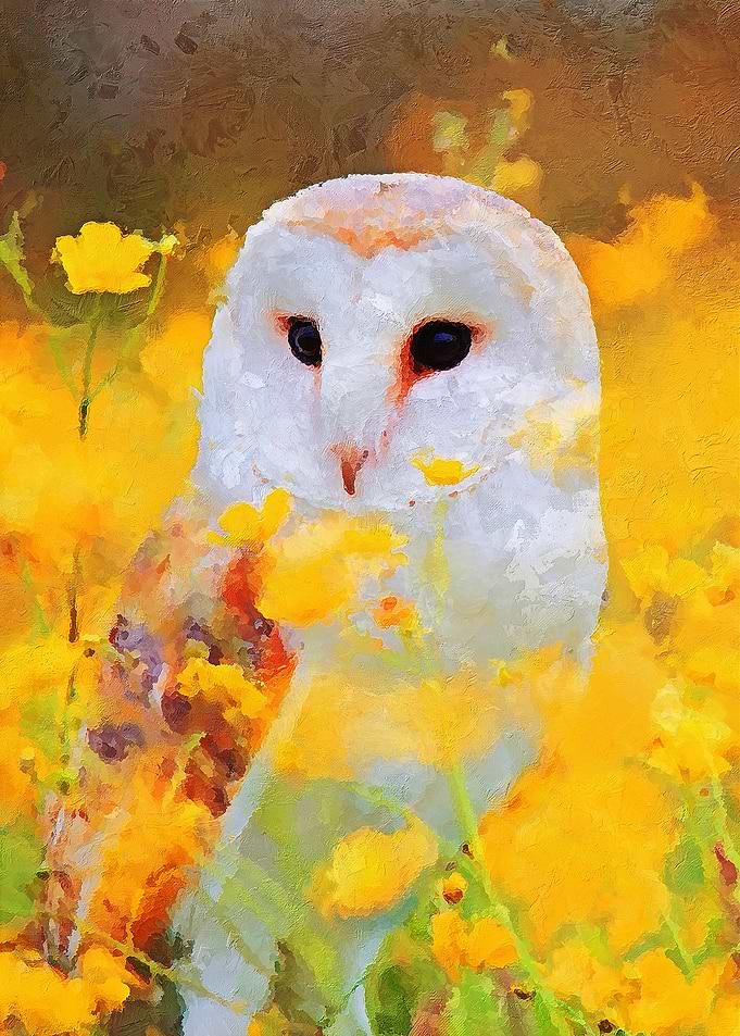 Owl