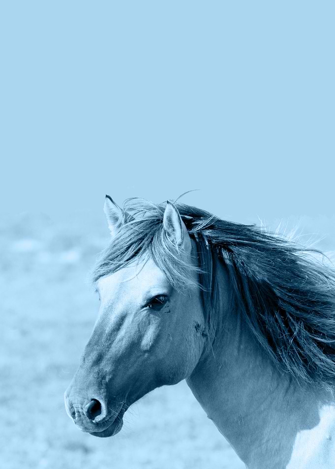 Brumby