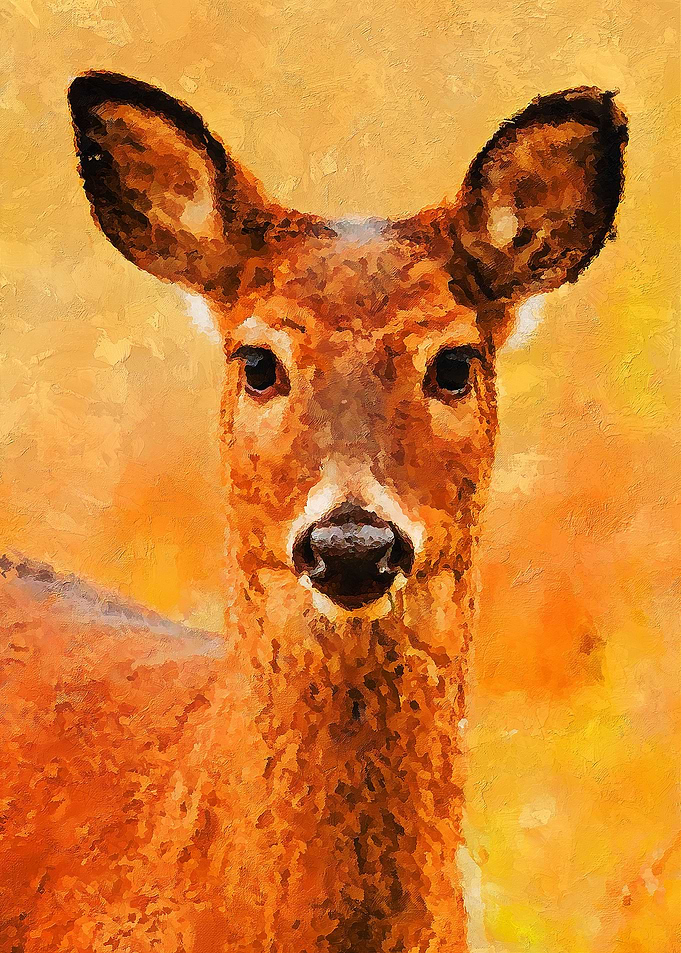 Deer