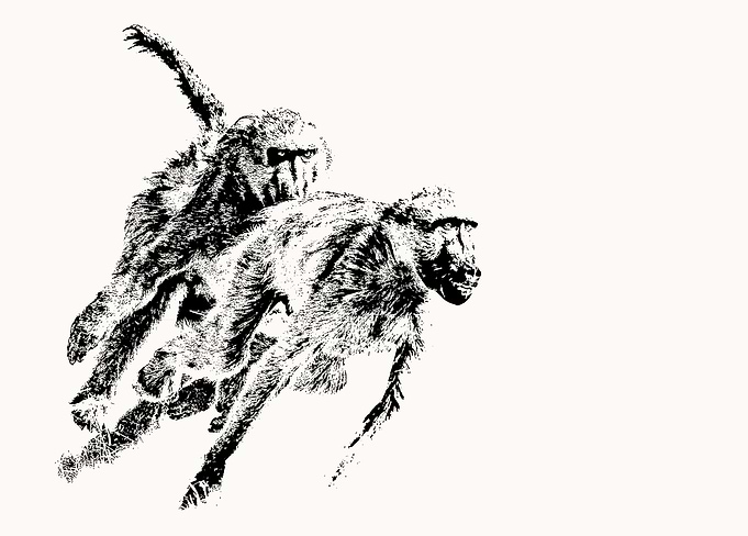 Angry Baboon Chase Action