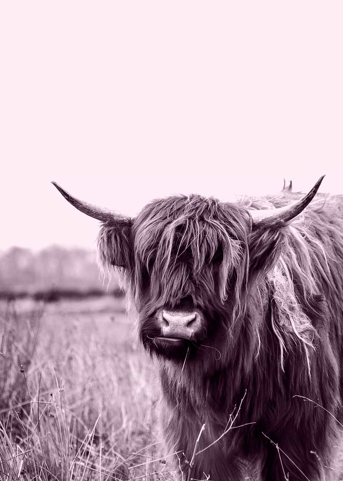 Highland Cow