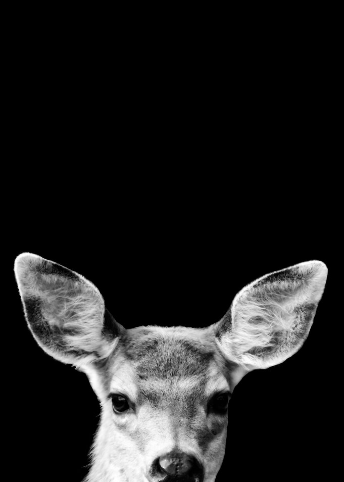 Fawn