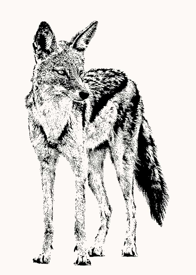 Black-backed Jackal on Alert