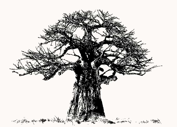 Iconic African Baobab Tree
