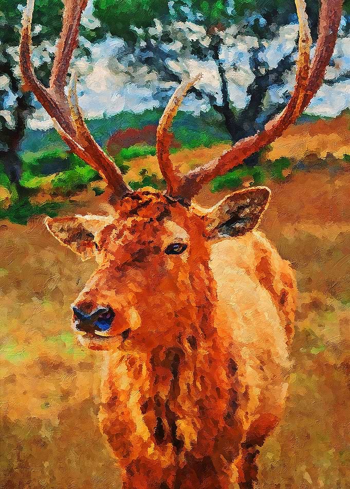 Deer