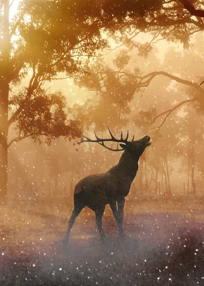 Deer