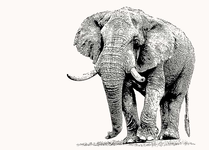African Bull Elephant