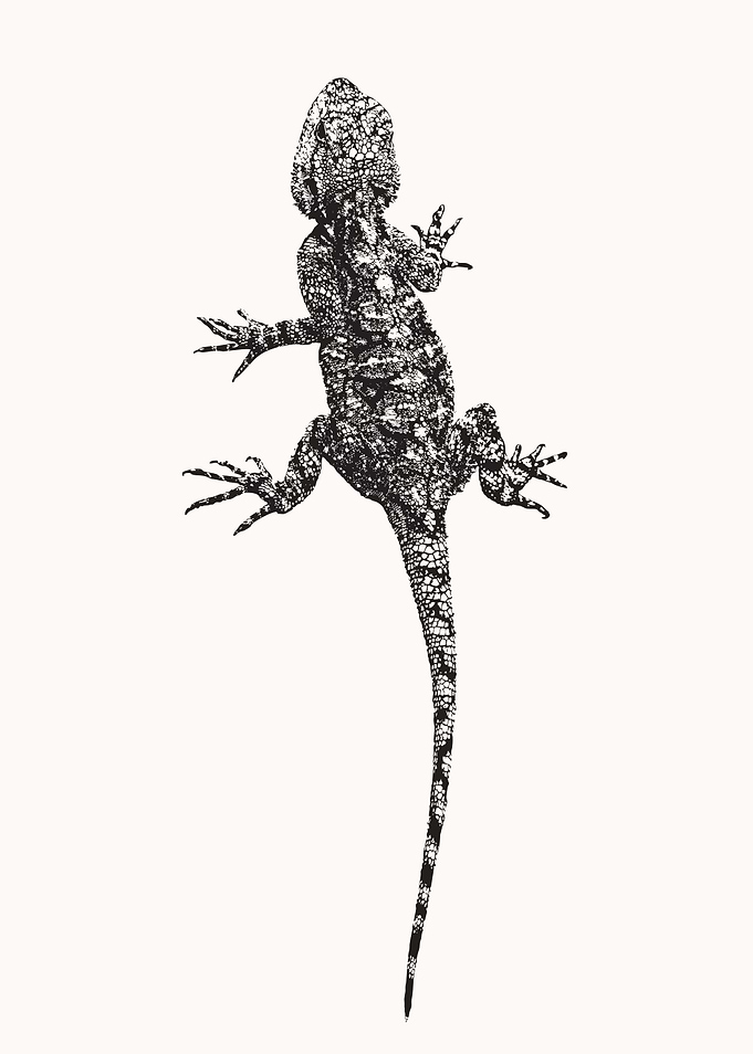 Agama Lizard Black & White
