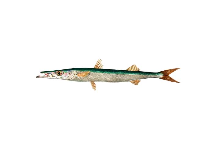 Fish
