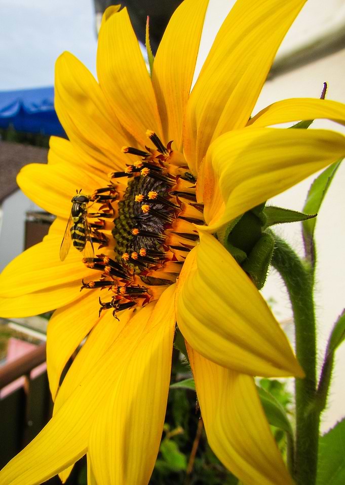 Summer Sunflower
