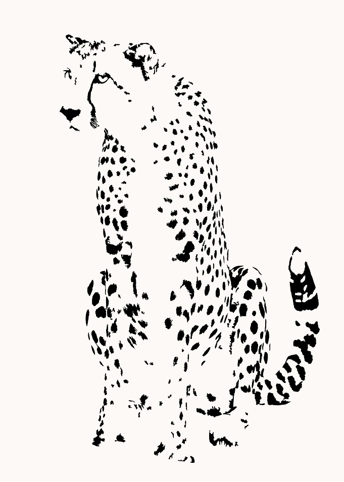Alert Cheetah on Haunches