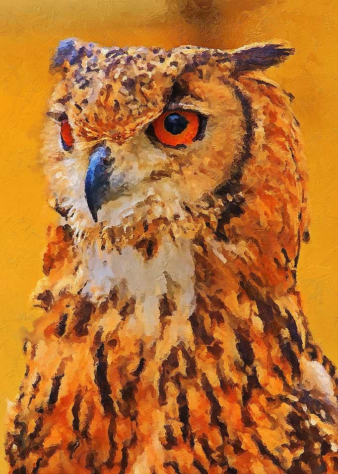 Owl