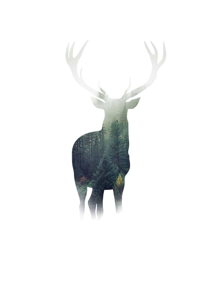 Elegant Deer
