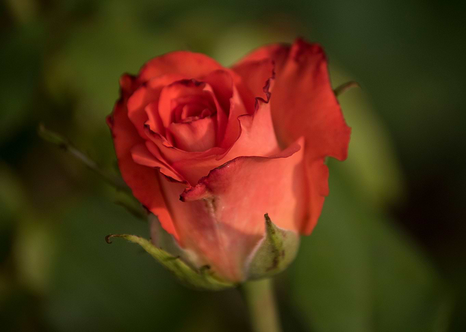 Rose Exotique