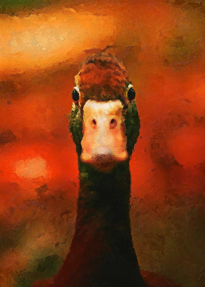 Duck Head