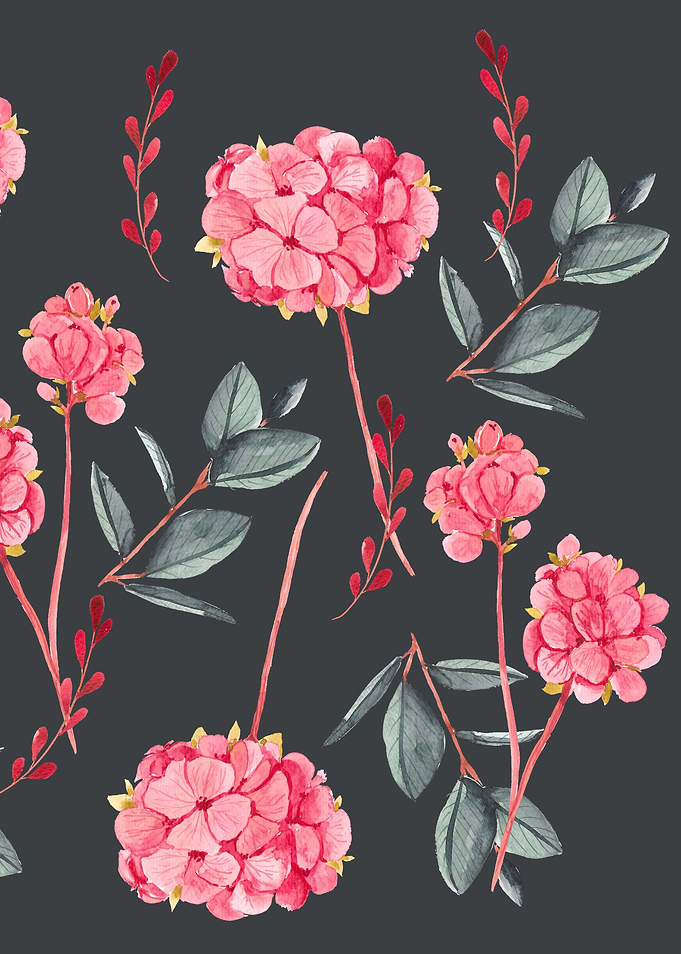 hydrangeas on black