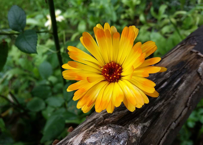 marigold in the forest
