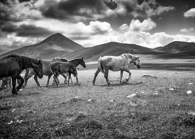 Wld Horses 11
