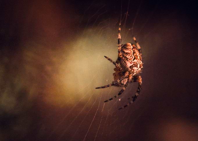Spider