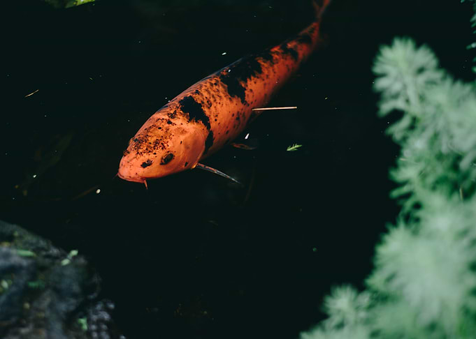 Koi