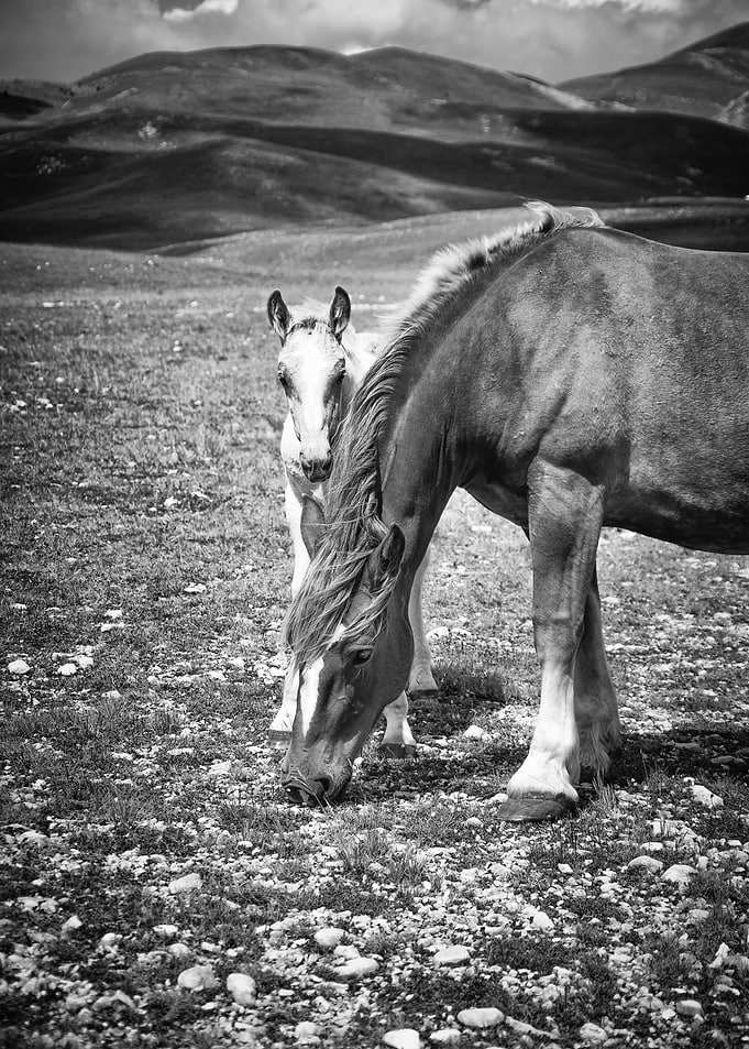 Wld Horses 09