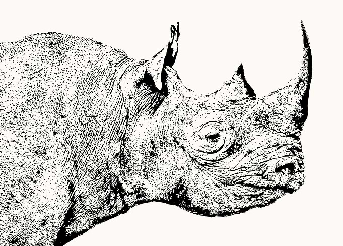 Black Rhino Head in Profile