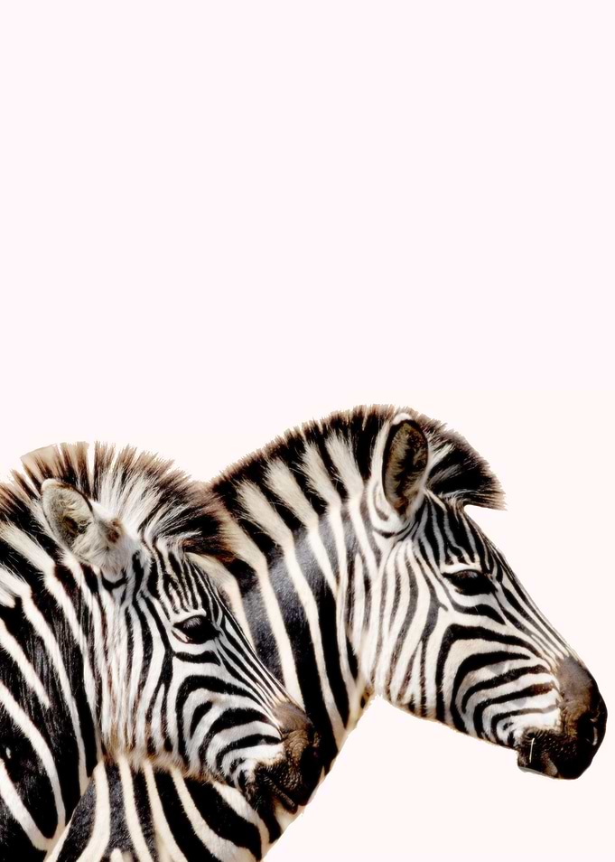 Zebra stripes