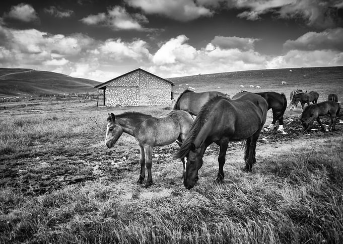 Wld Horses 15