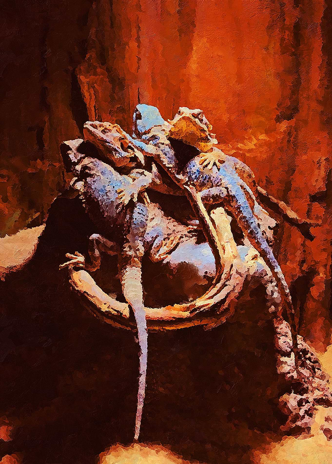 Lizard