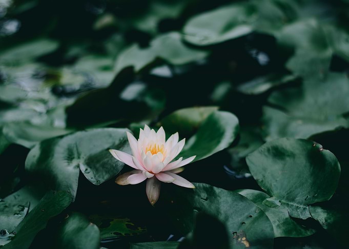 Lotus