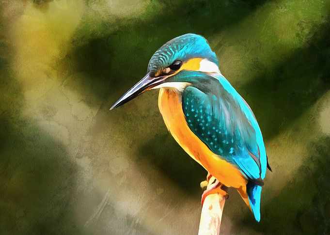 Kingfisher Modern Home Art