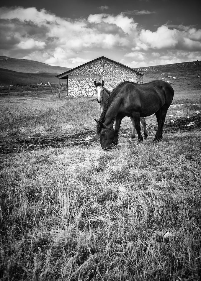 Wld Horses 13