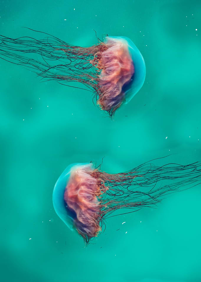 Jelllies