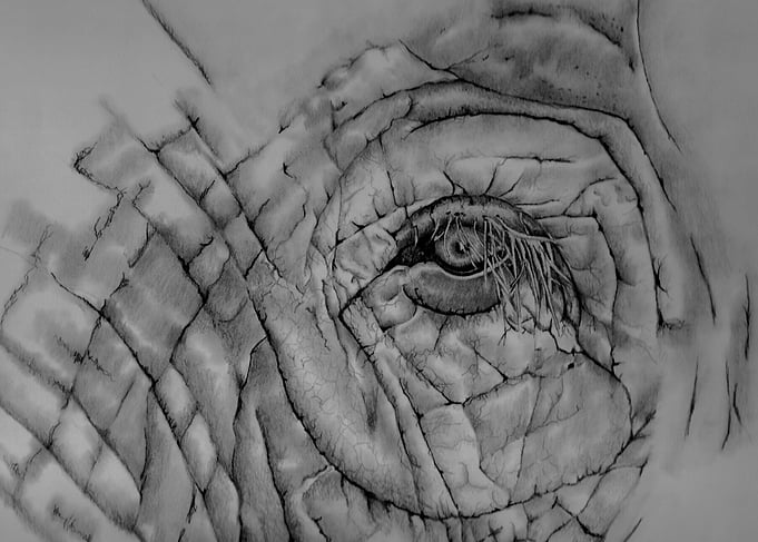 Elephant eye