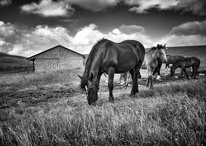Wld Horses 14