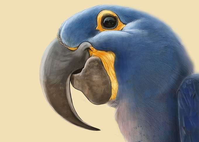 Cheeky Parrot