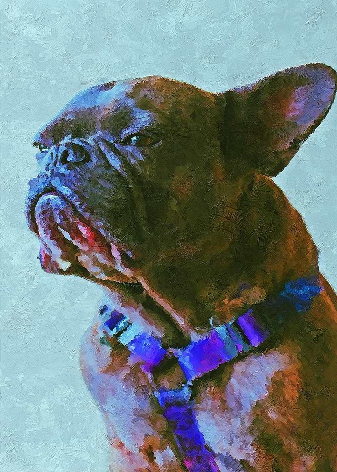 Pug