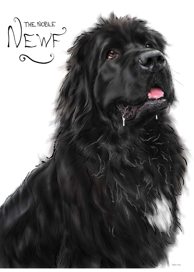 The Noble Newfoundland Dog