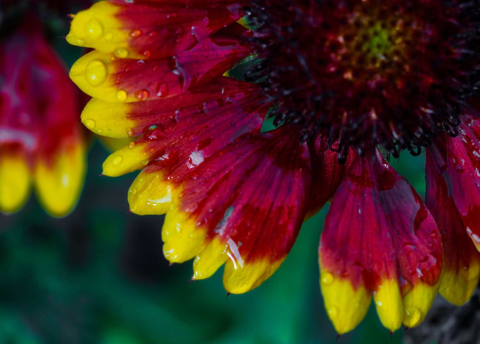 Red and Yellow Dahlia 5