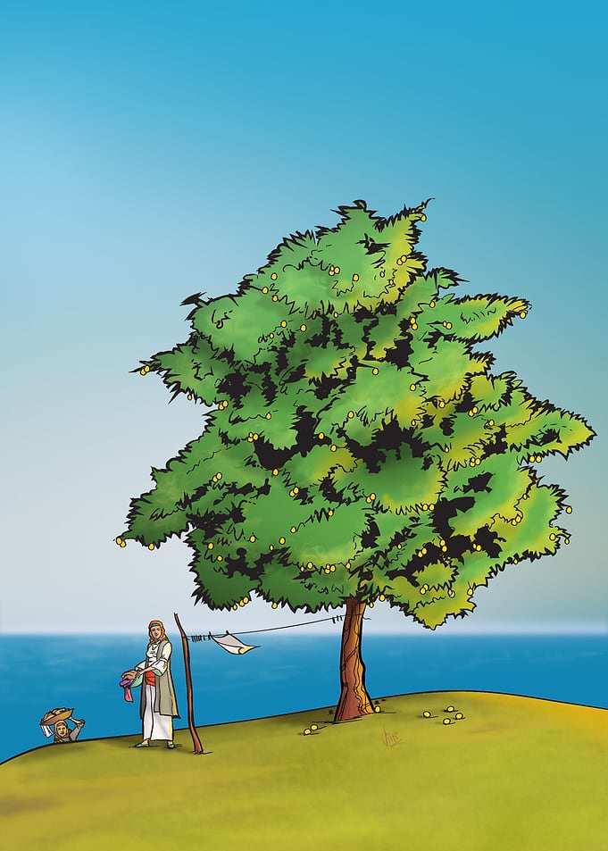 Lime Tree Of Patras