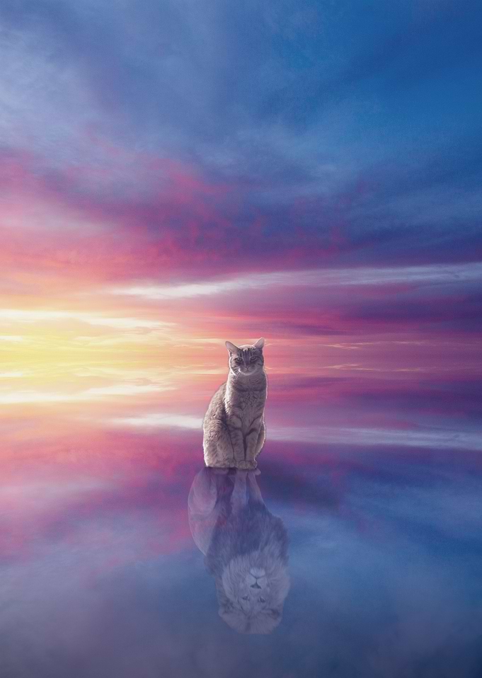 LionCat