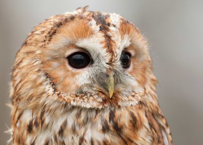 Little Owl