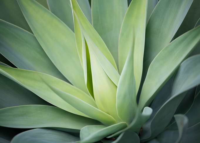Succulent