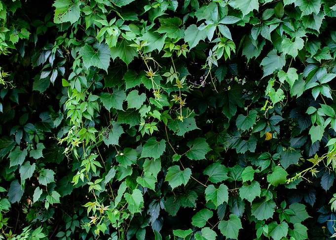 Green Ivy Covered Wall