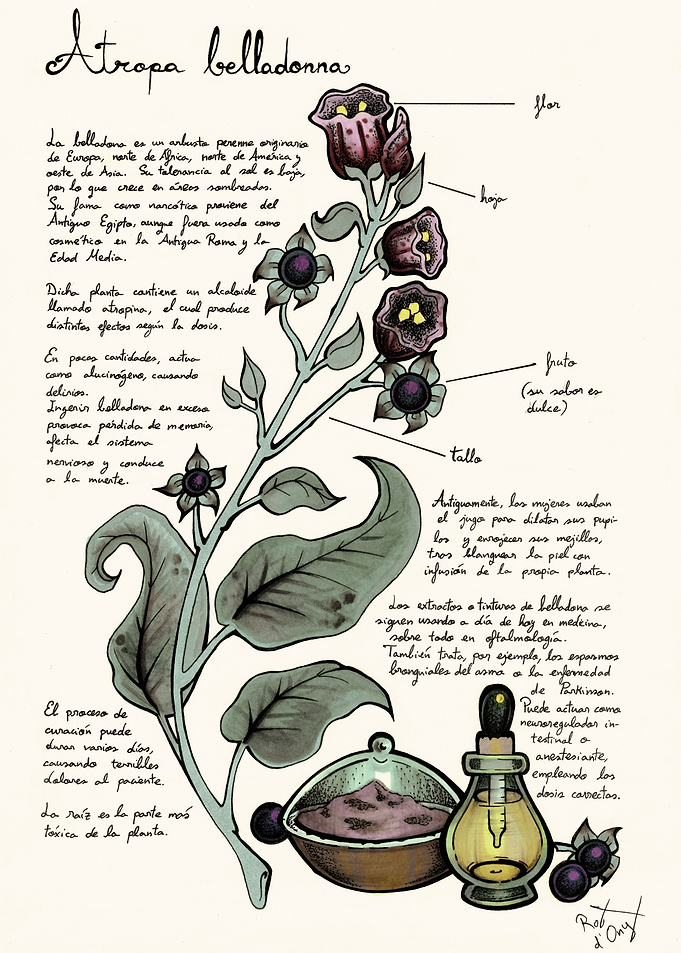 Atropa belladonna