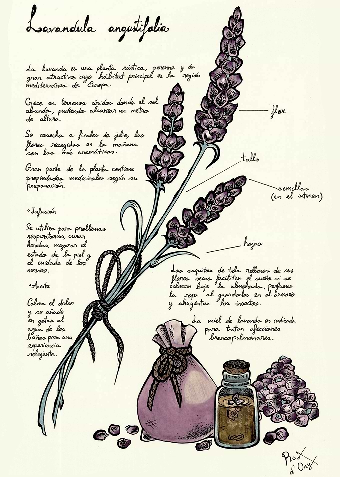 Lavandula angustifolia