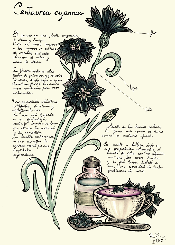 Centaurea cyannus