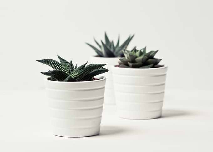Plants